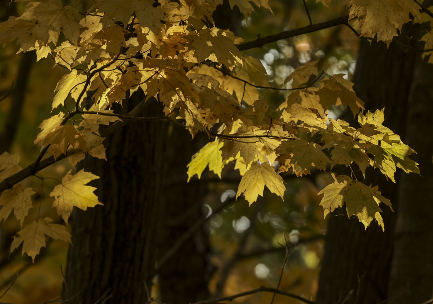 Fall around Lake Decatur 43 10.23.20.JPG